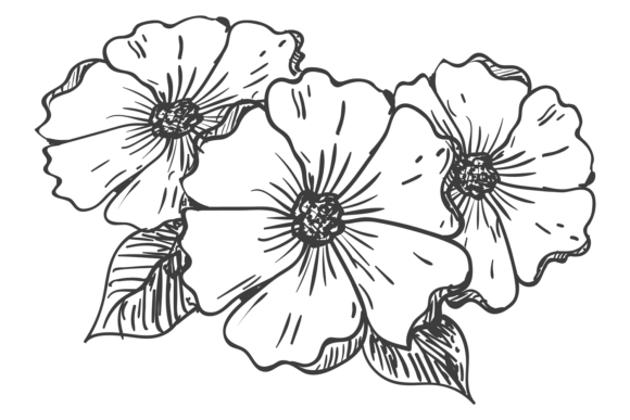 Geranium Flowers Graphic for Editorial and Web Use