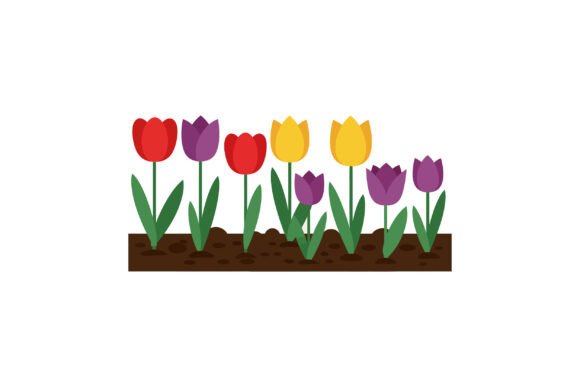 Tulip Flowers in Garden Bed with Red Pur Graphics